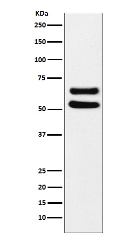 Ikaros Rabbit mAb ABZ4893