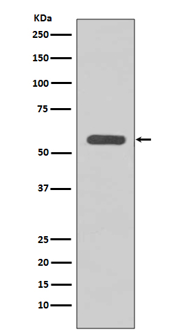 STK3/MST-2 Rabbit mAb ABZ4897