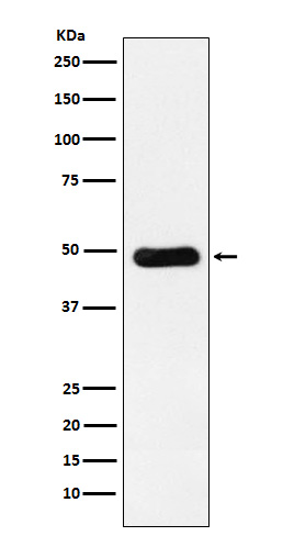 RBBP4 Rabbit mAb ABZ4901