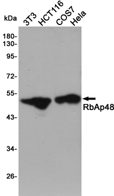 RBBP4 Rabbit mAb ABZ4901