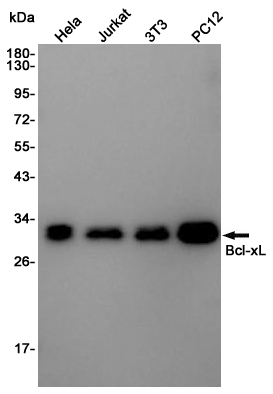 Bcl-XL Rabbit mAb ABZ4903