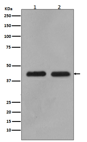 MEK1/2 Rabbit mAb ABZ4911