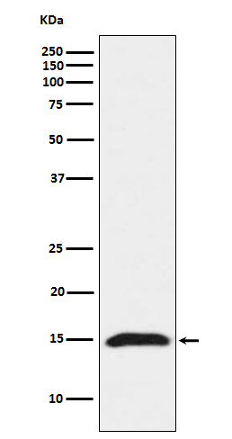 Fragilis Rabbit mAb ABZ4912