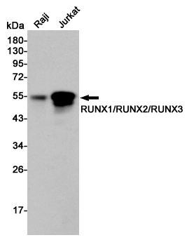 RUNX1/2/3 Rabbit mAb ABZ4916