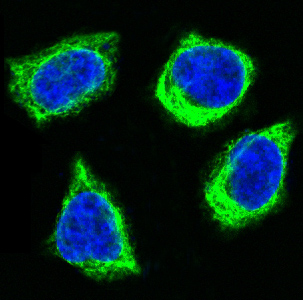 Cytochrome C Rabbit mAb ABZ4921