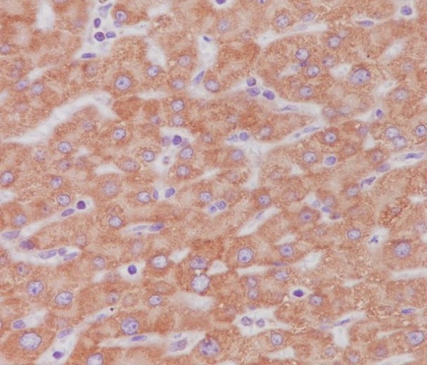 Cytochrome C Rabbit mAb ABZ4921