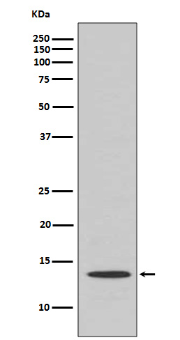 Cytochrome C Rabbit mAb ABZ4921