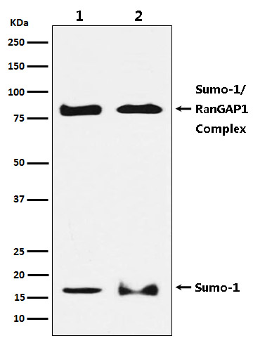 SUMO1 Rabbit mAb ABZ4924