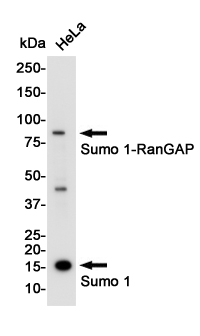 SUMO1 Rabbit mAb ABZ4925
