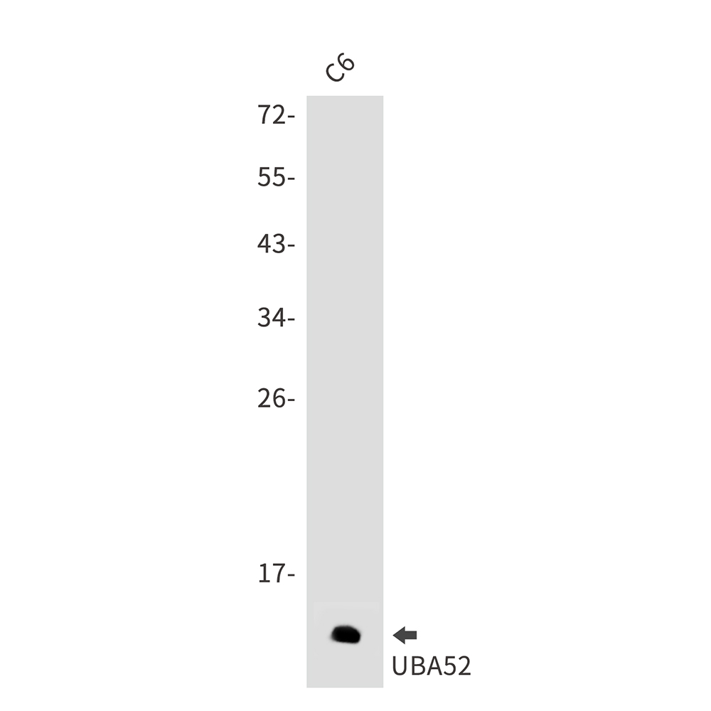 Ubiquitin 60S Ribosomal Protein L40 Rabbit mAb ABZ4927