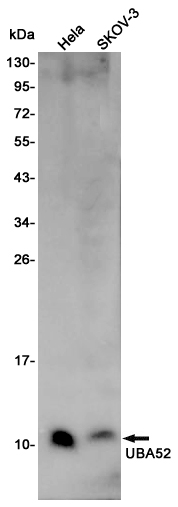 Ubiquitin 60S Ribosomal Protein L40 Rabbit mAb ABZ4927