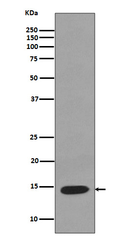 Lysozyme Rabbit mAb ABZ4929