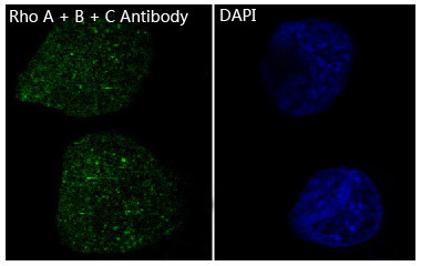 RhoA/B/C Rabbit mAb ABZ4930