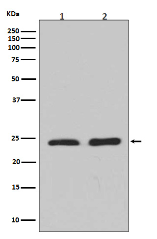 RhoA/B/C Rabbit mAb ABZ4930