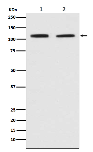 PMS2 Rabbit mAb ABZ4937