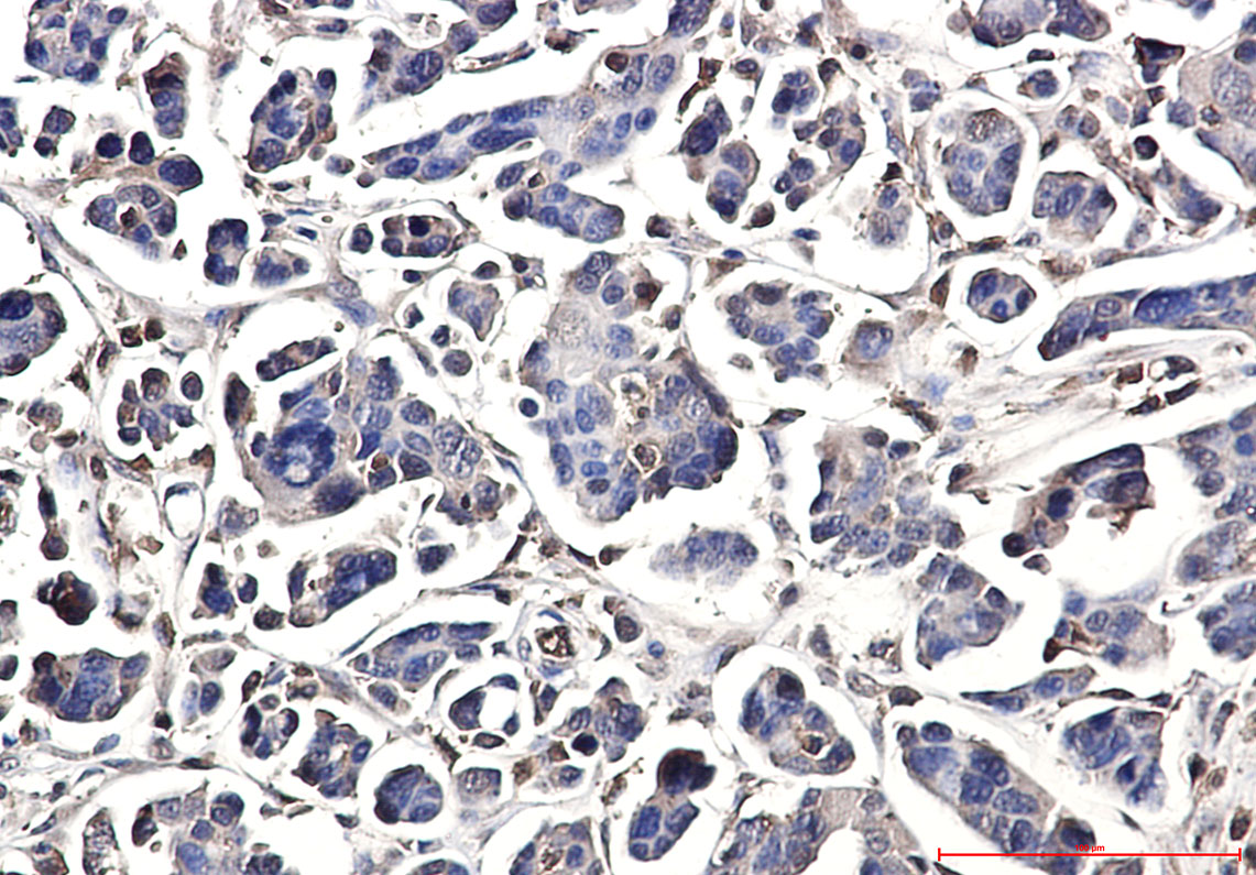 DUSP3 Rabbit mAb ABZ4942