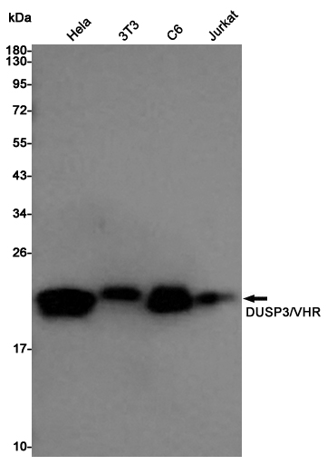 DUSP3 Rabbit mAb ABZ4942