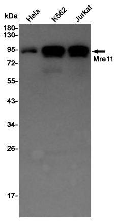 Mre11 Rabbit mAb ABZ4945