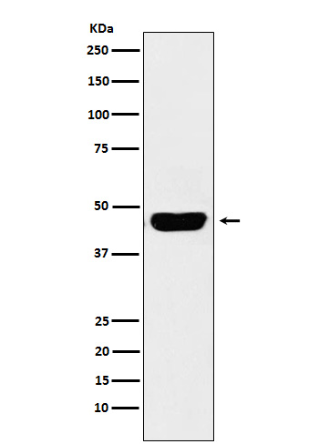 CD134 Recepter Rabbit mAb ABZ4948