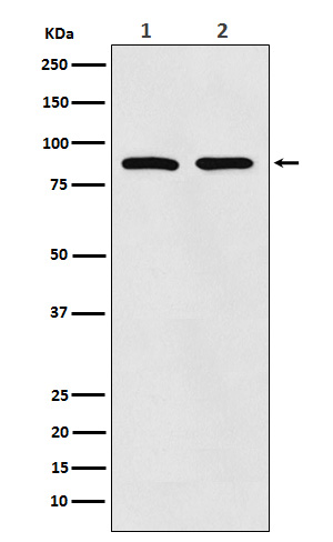 Thrombopoietin Receptor Rabbit mAb ABZ4954