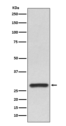 14-3-3 alpha/beta Rabbit mAb ABZ4963