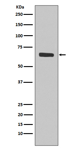 SHP1 Rabbit mAb ABZ4970