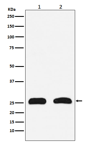 HMGB2 Rabbit mAb ABZ4973