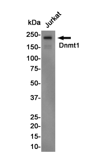 Dnmt1 Rabbit mAb ABZ4974