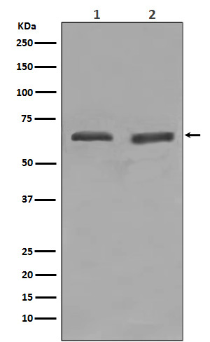 YY1 Rabbit mAb ABZ4975