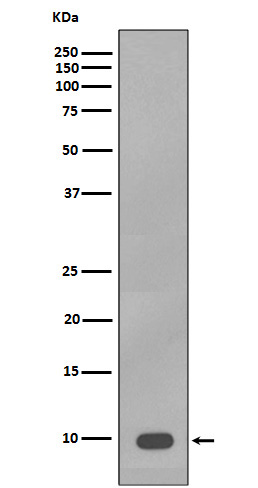 S100 beta Rabbit mAb ABZ4982