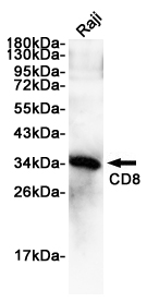 CD8 alpha Rabbit mAb ABZ4991