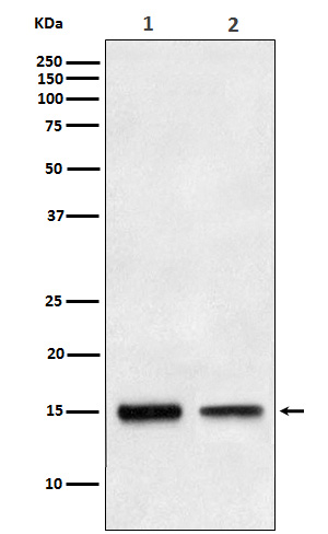 TGF alpha Rabbit mAb ABZ4992