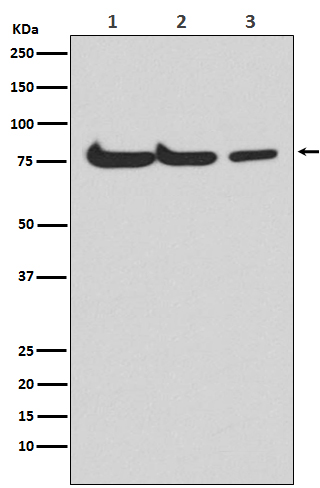 ATG7 Rabbit mAb ABZ4999