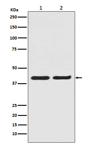 ERK2 Rabbit mAb ABZ5006