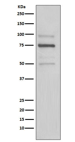 KDEL Rabbit mAb ABZ5008