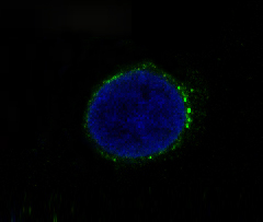 c-Met Rabbit mAb ABZ5013