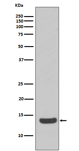 Histone H2A.X Rabbit mAb ABZ5015