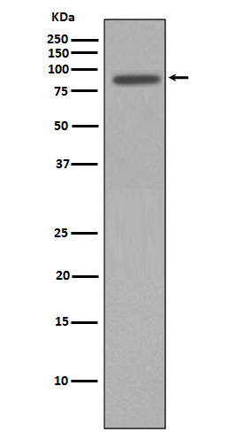 Nibrin Rabbit mAb ABZ5018