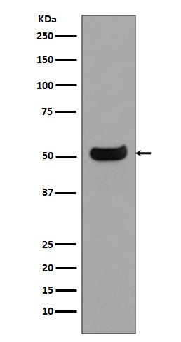 Human IgG4 Rabbit mAb ABZ5023