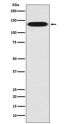 Integrin beta 1 Rabbit mAb ABZ5025
