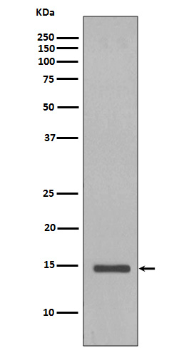 Histone H2B (yeast) Rabbit mAb ABZ5026
