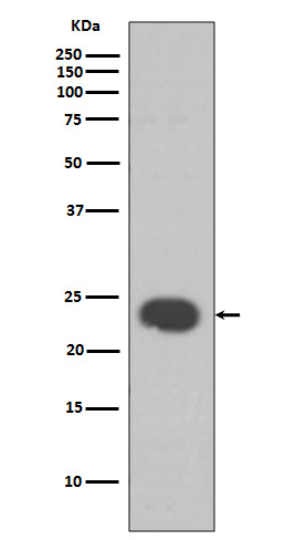 HP1 alpha Rabbit mAb ABZ5027