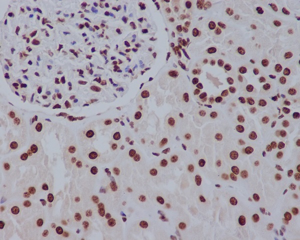 Histone H2A Rabbit mAb ABZ5030