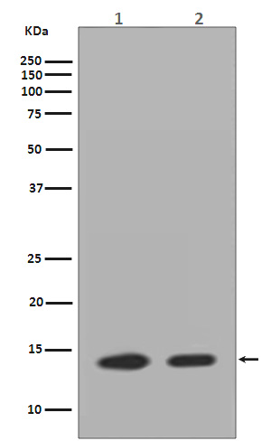 Histone H2A Rabbit mAb ABZ5030