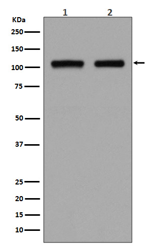 DGCR8 Rabbit mAb ABZ5033