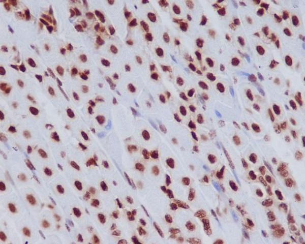 Histone H3.3 Rabbit mAb ABZ5035