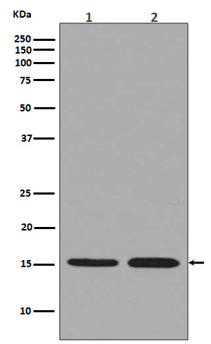 Histone H3.3 Rabbit mAb ABZ5035