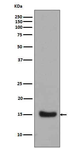 Midkine Rabbit mAb ABZ5036