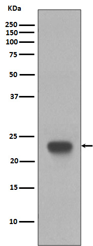 CD3 epsilon Rabbit mAb ABZ5041