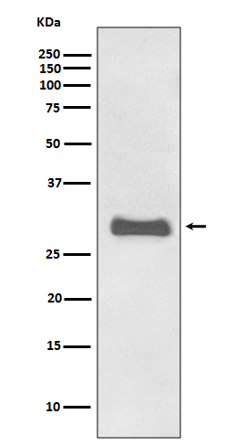 Prion Protein PrP Rabbit mAb ABZ5042